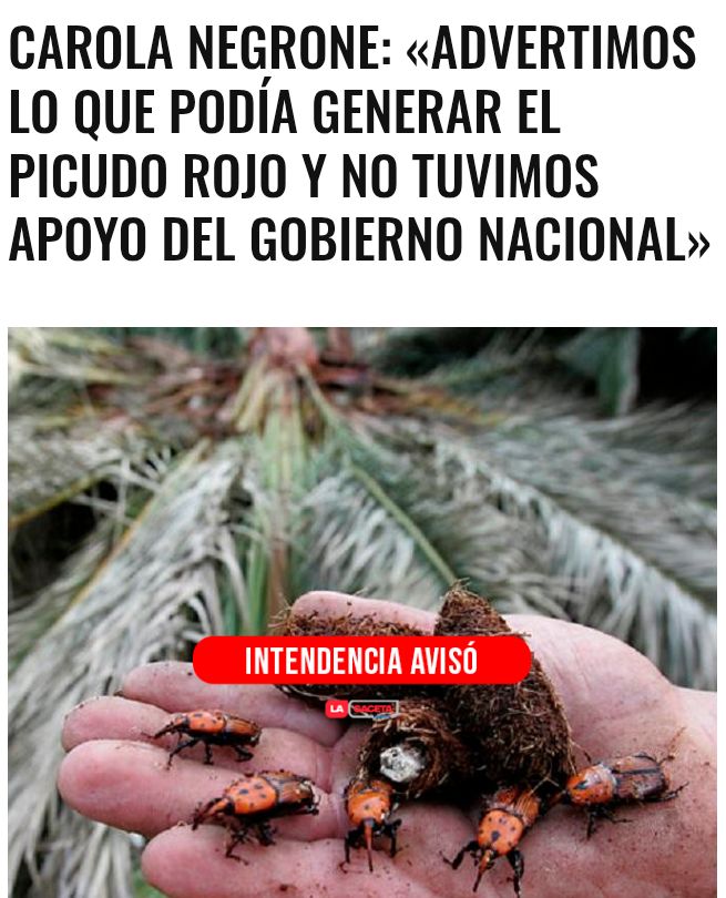 La intendencia de Canelones detectó este escarabajo que mata las palmeras en el parque "La Quinta de Capurro" en 2022 y alertó al gobierno de Lacalle, según la ingeniera agrónoma. Como estaban entretenidos robando no les preocupó y hoy está fuera de control extendiéndose.