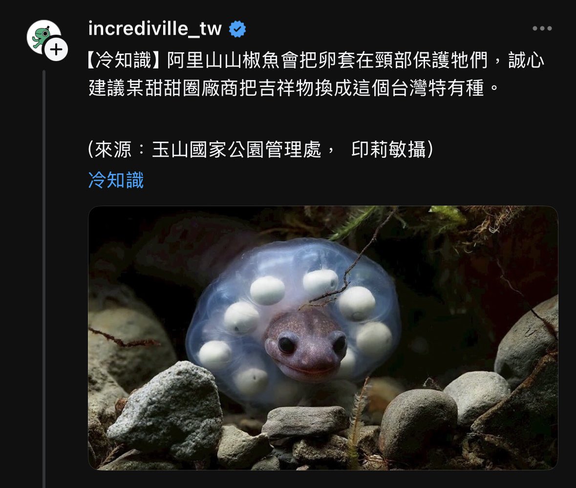 poooo_chu's tweet image. 超喜歡！！！（尖叫

阿里山山椒魚除了是台灣特有種、珍貴稀有保育類野生動物，更可愛的是，山椒魚是因為聞起來像「山椒」的辛辣氣味而得其名，所以其實他是辣味甜甜圈😍

threads.com/@incrediville_…