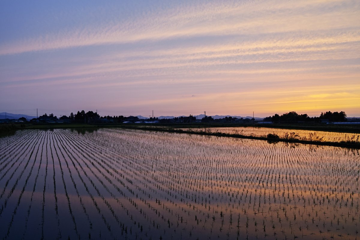 水田に映す夕空 …と近況報告 larvandad.blogspot.com/2025/05/blog-p… #山形県 #鶴岡市 #水田 #夕焼け