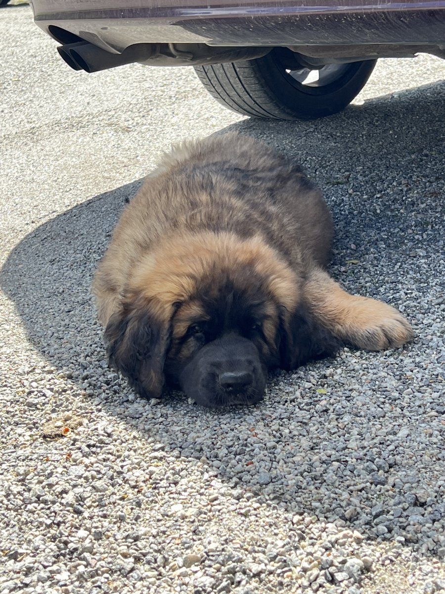 Eilen ei ollut ”päiväni murmelina” vaan 
Päiväni puruleluna 😅😅. Kuvan ihanuus liittyy vahvasti asiaan😍😅. Leonbergin pentu 9 viikkoa ja painoa n 15kg, pieni sylivauva 😅🥰. 

#Leonberg #pentu #koira