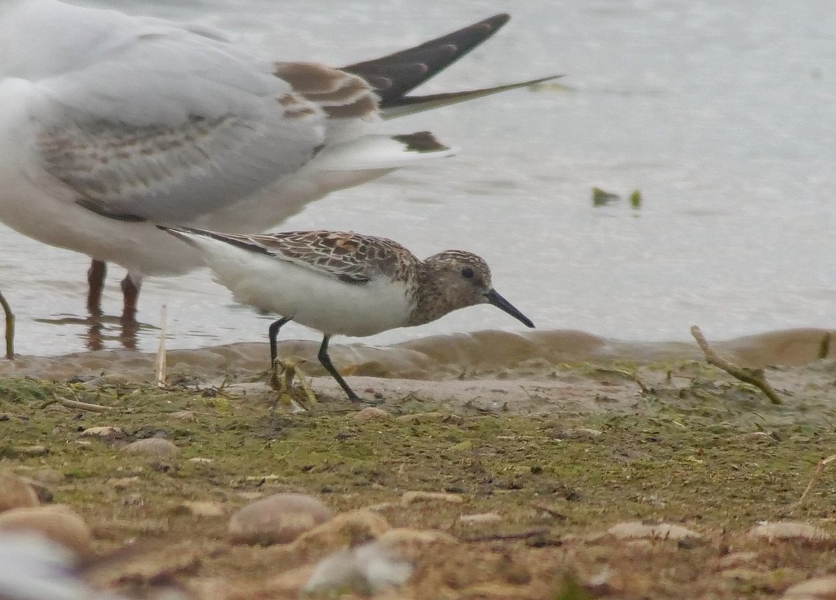 A few shots of one of the two Sanderling present today. This one was on the Chappell bund.