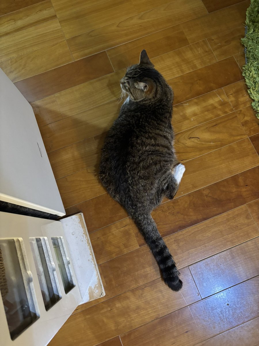 今日のまめ
＃猫のいる暮らし　＃猫のいる幸せ　＃猫　＃まめ