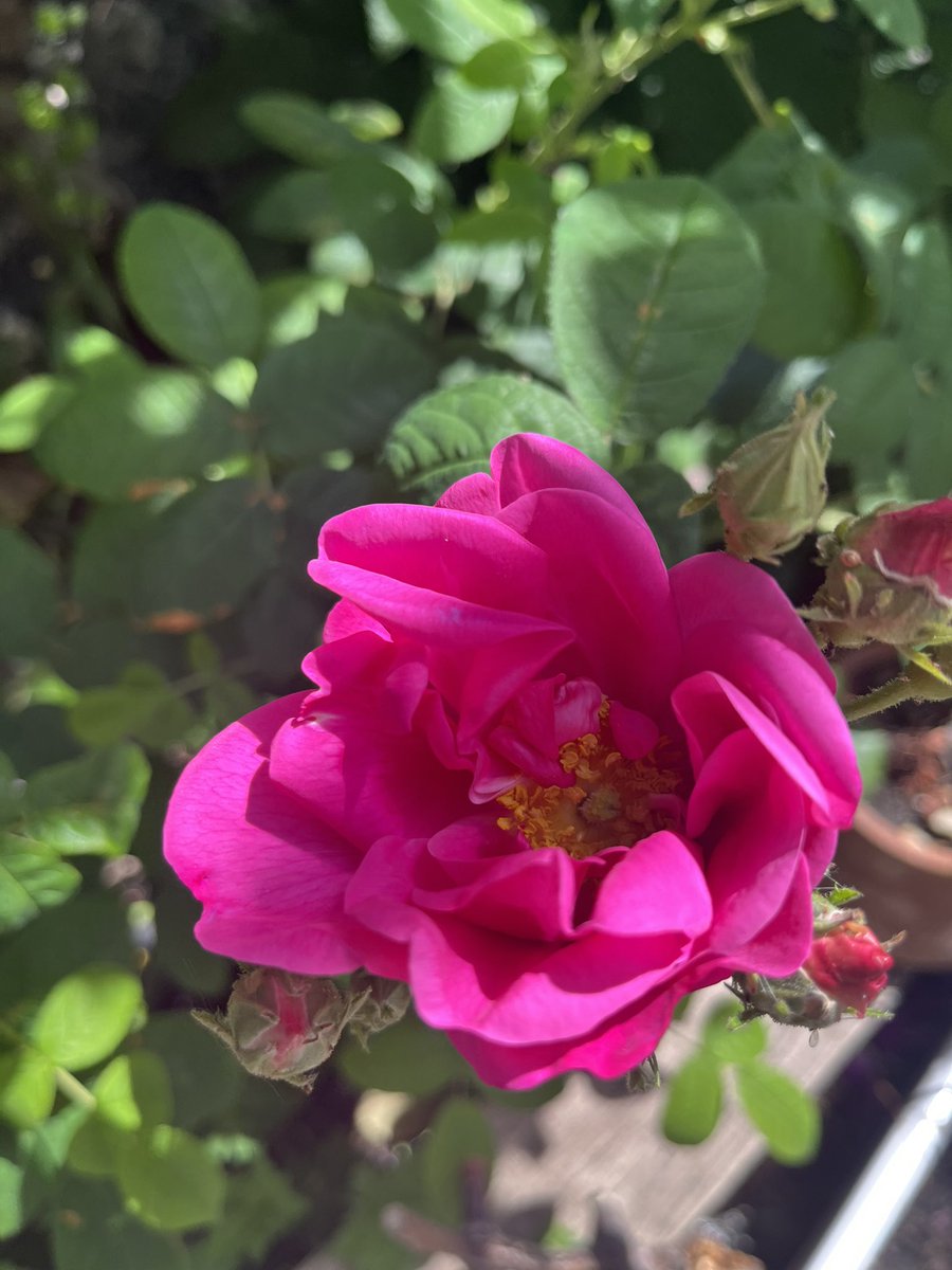 Apothecary Rose. 

One of the oldest varieties, from the 14C.