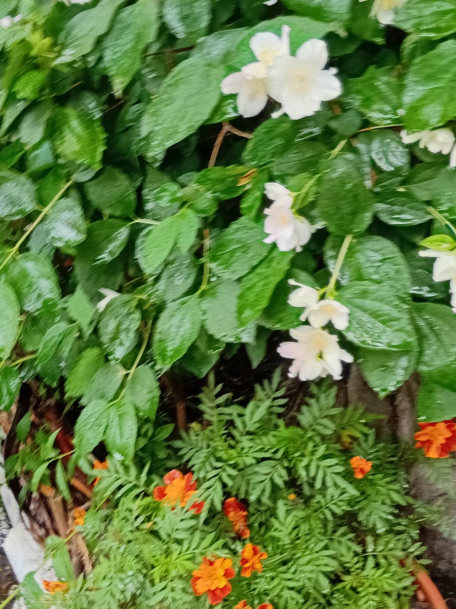 Катерина Галич tweet media