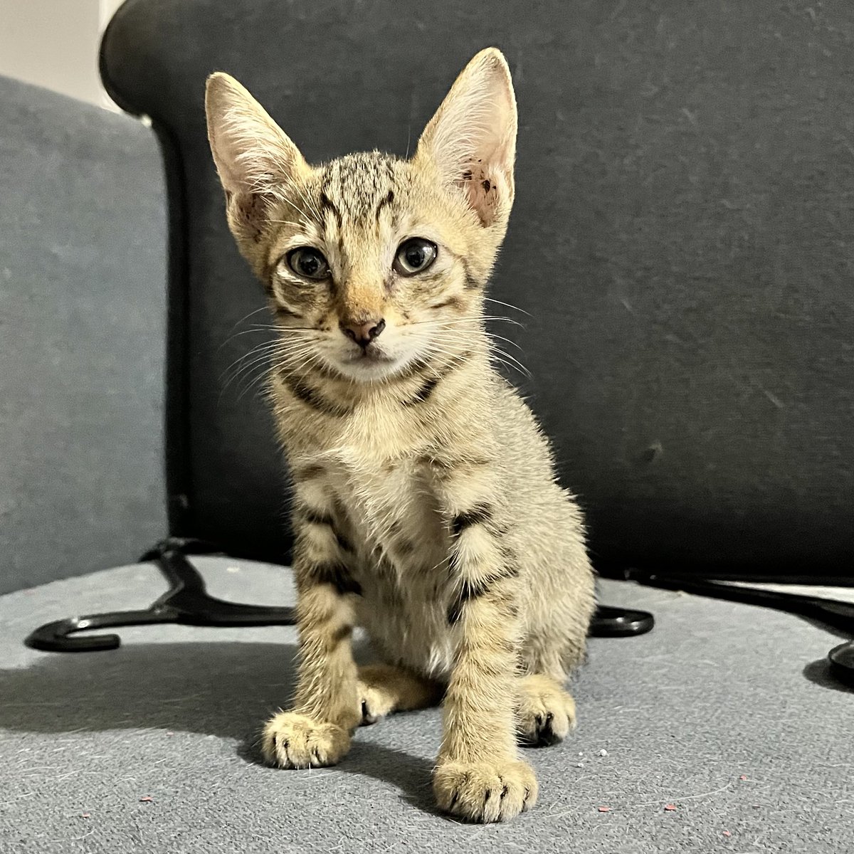 els ★.ᐟ tweet media