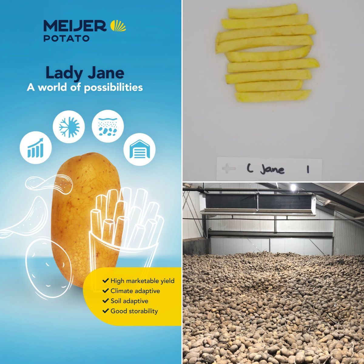 Lady Jane has a good storability and maintains a fine fry colour throughout the entire storage period. Combined with its high marketable yield, and high dry matter content, it's no wonder Lady Jane is a favorite among French fries producers 🥔 🍟. #ladyjaneaworldofpossibilities