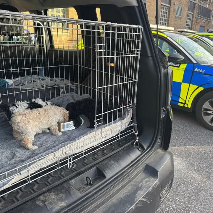 Please retweet, the best news of the day, the stolen puppies have been found and are safe !! #SUSSEX #UK 
THE STOLEN PUPPIES HAVE BEEN RECOVERED
THE BEST BEST BEST NEWS 😀😀😀
Massive thank you to ALL who shared and contacted us with very relevant intelligence ...
With the