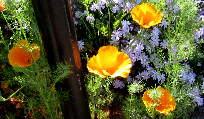 Joyeux #lundifleuri Twittland 🌸Happy day

#NaturePhoto #Mai2025