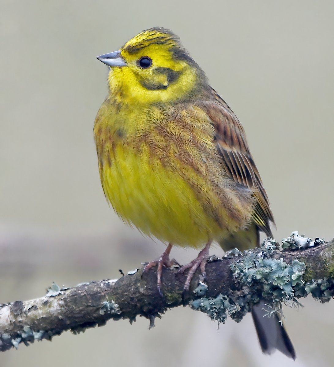 Carl Bovis tweet media