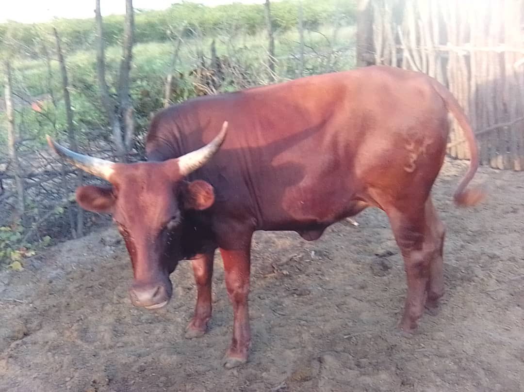 NateDafunk's tweet photo. A desperate father in the Ondonga region selling this beautiful beast for a mere N$8000, to pay for his daughter’s exams. Please do ring me if you are interested 0814141366 https://t.co/yFHYcsR9c0