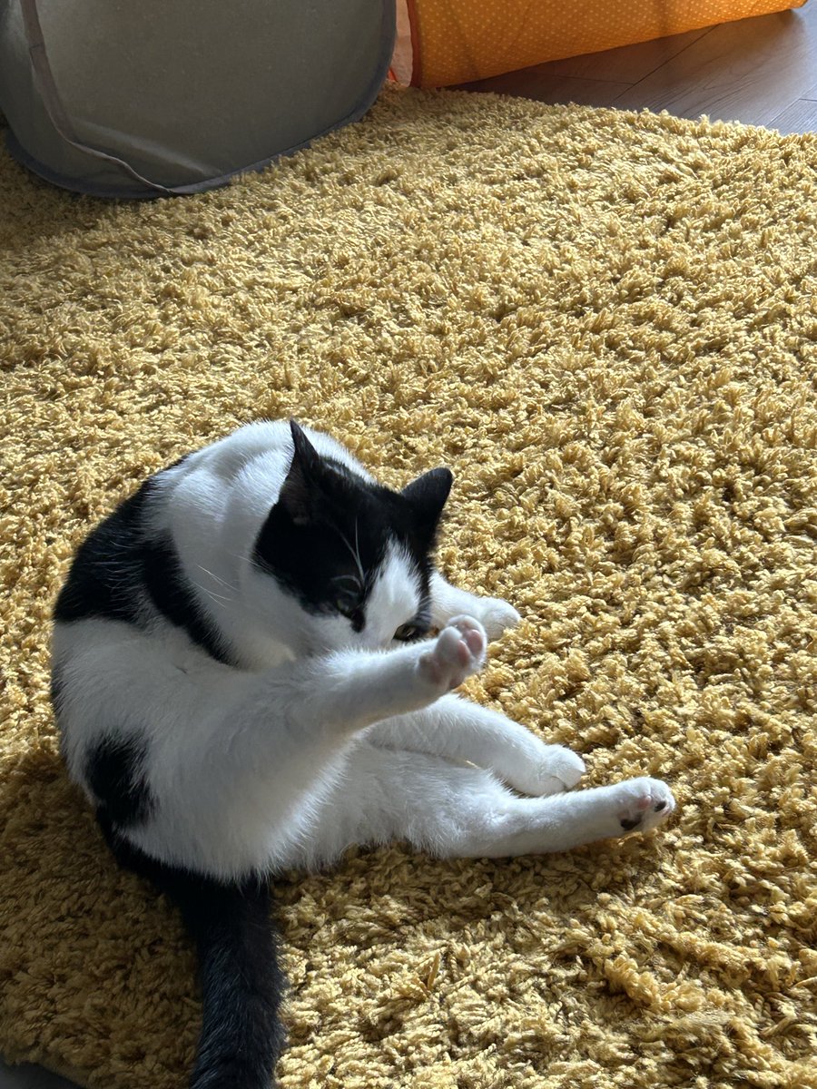 walphie (@ripwalphiepopfe) on Twitter photo kasey be silly, but him good at pwaktisin hims bally! kasey be silly, but him good at pwaktisin hims bally!