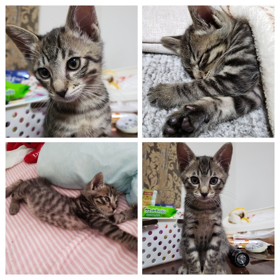 sumakosan0502's tweet photo. うちのソラちゃんのbabyちゃん時代です。今では体重6ｋの巨大猫になってまーす😸
#にじロイヤルカナン 
#トキメキshot https://t.co/QD6Qs25NDh