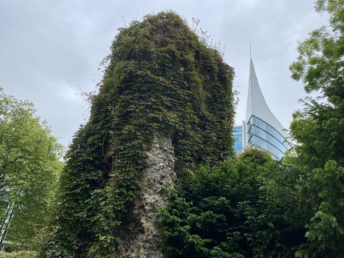 The flora of <a href="/RdgAbbey/">Reading Abbey Quarter</a> #rdg #rdguk