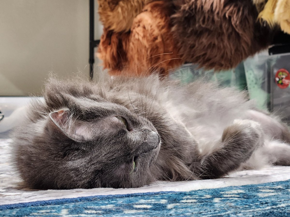 Ashes Wolf 🔜 LVFC tweet media