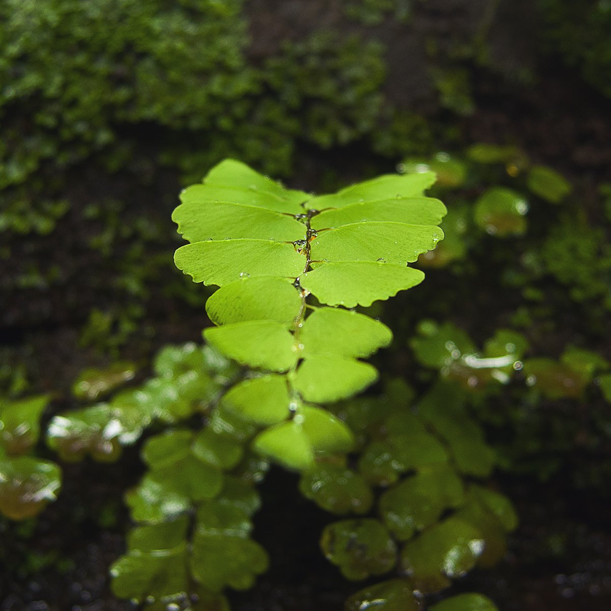 Share something Green from your gallery!