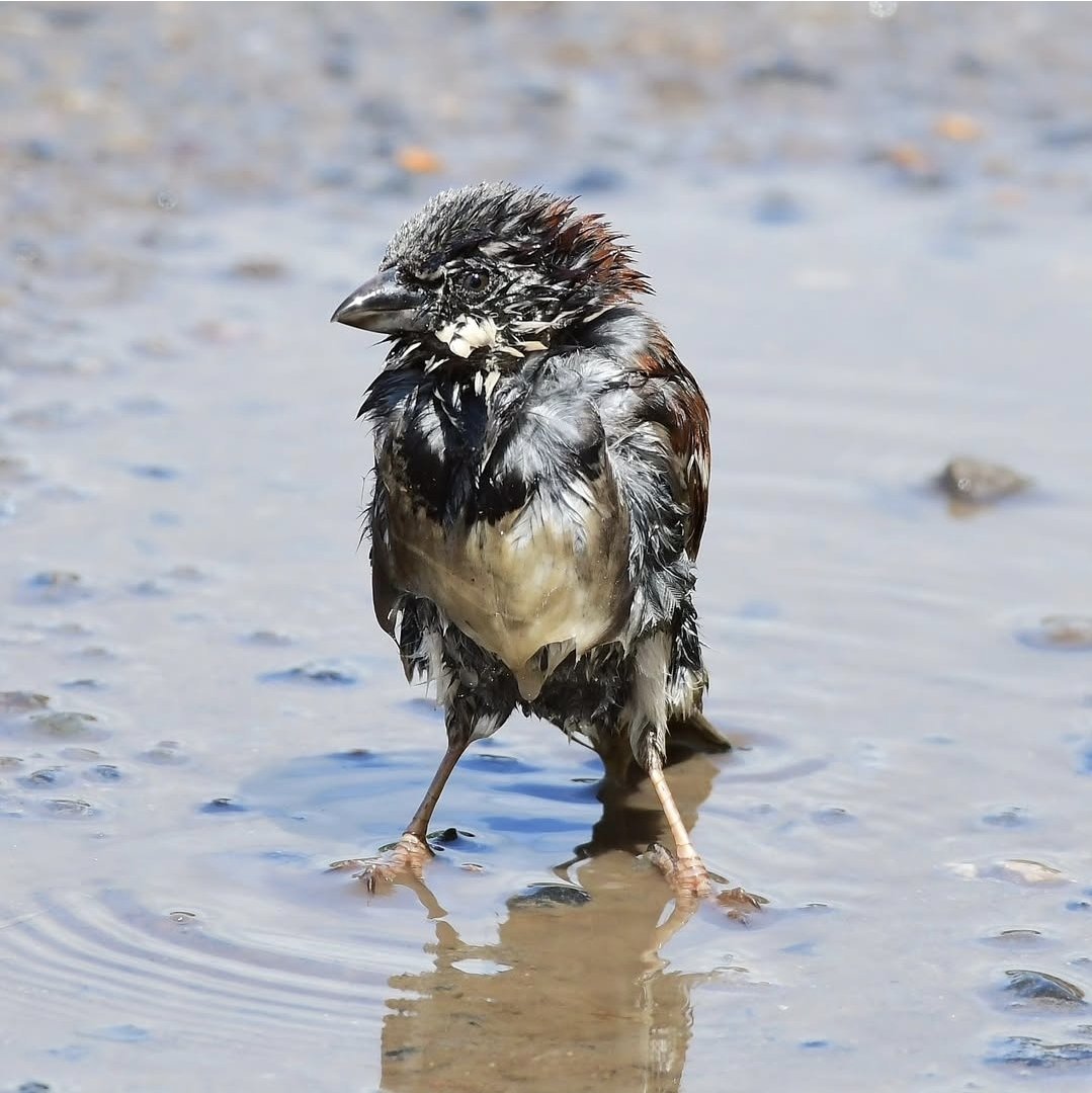 Merv (@merv37447363) on Twitter photo 