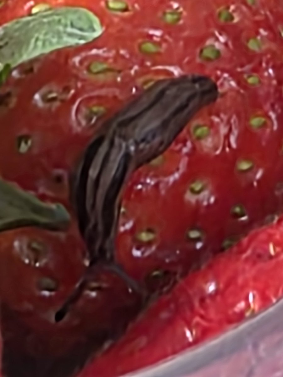 What do you do when your <a href="/waitrose/">Waitrose & Partners</a>  strawberries comes with a free pet?