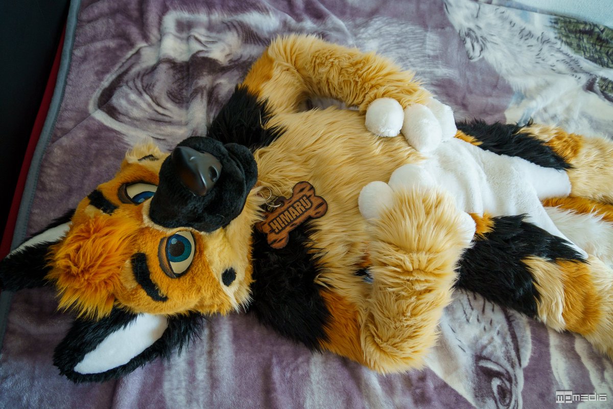 Himaru_Shepherd's tweet image. Can a puppy get some
Pets? π
#MFYMonday
πΈ@MorkaiPawpad