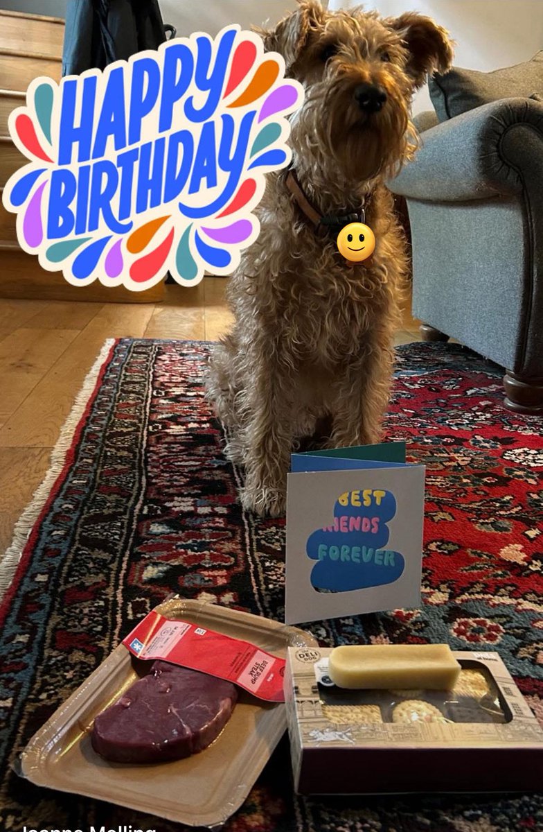 10 today. Mum could have brushed my beard for the occasion. Got some treatos and a luffly steak. New harness and collar on its way too. Quite like this burfday lark. Hope your bank holiday going well #BankHoliday #dogsoftwitter #birthdayvibes