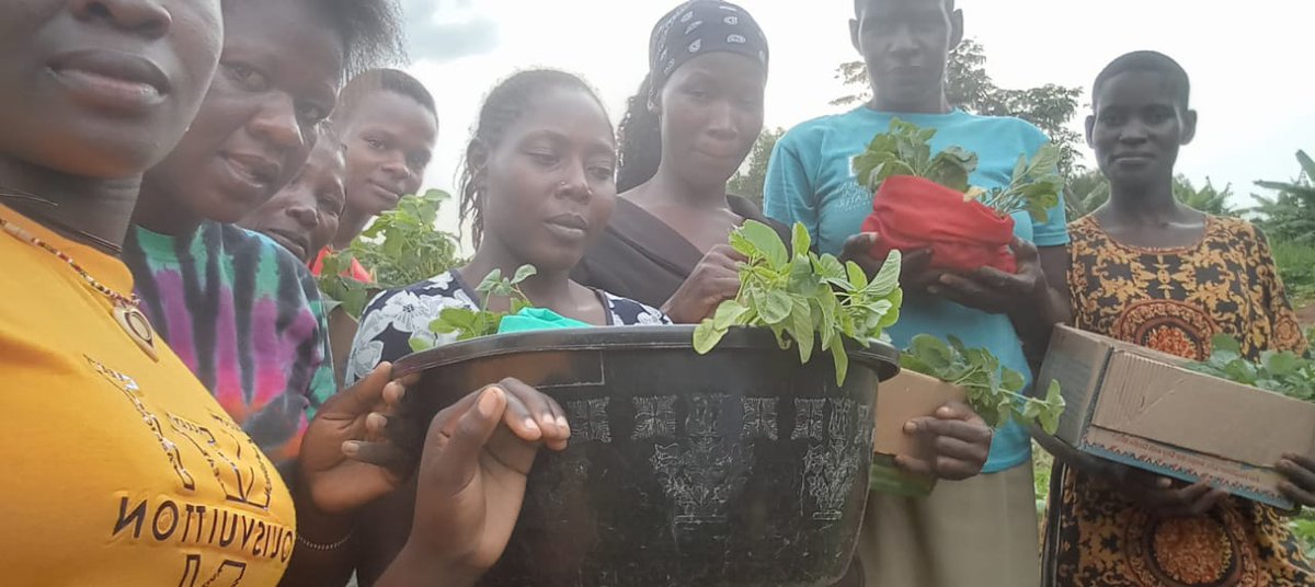 Last Sunday, GAHSO distributed seedlings to our #ValueGirls to support kitchen gardening for better food, nutrition &amp; income security.

We’re planting seeds of change—one garden at a time!

#YouthEmpowerment #KitchenGardens #GAHSO #NutritionSecurity #AGYW