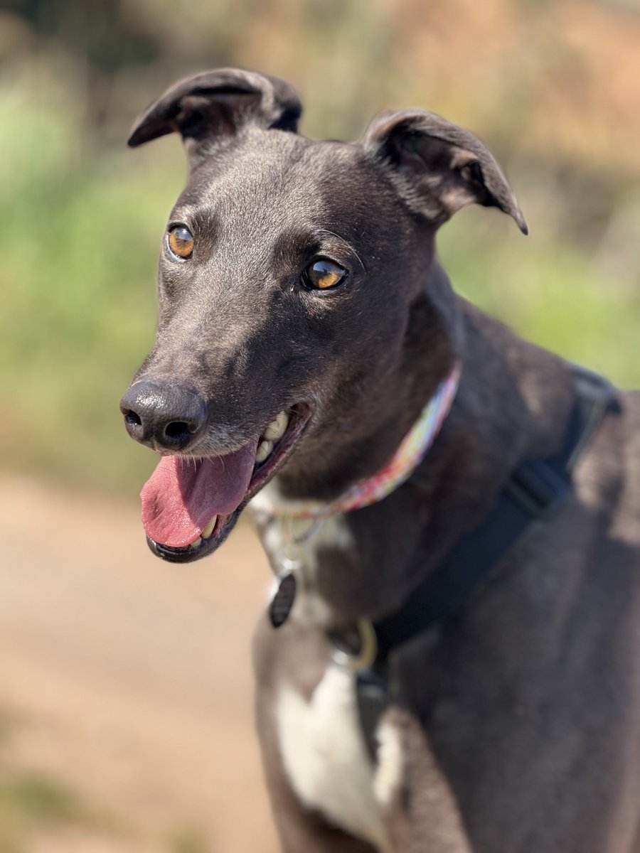 4 year old Flo can be a little shy when first meeting new people, but comes around very quickly. Once she gains confidence, she is very bouncy and enthusiastic! She enjoys fuss and attention. Flo is very sociable with other hounds &amp; dogs of similar size. foreverhoundstrust.org/dog/flo/