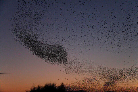 Walt Whitman: "Did you ever chance to hear the midnight flight of birds passing through the air and darkness overhead, in countless armies, changing their early or late summer habitat?" americanliterature.com/author/walt-wh… #birdmigration #waltwhitman #shortstory