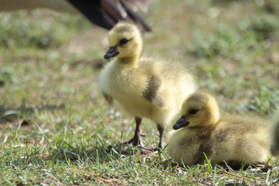 🍁 Happy #CanadaDay from Kawartha Highlands Provincial Park! 🛶🌲
Celebrate the beauty of our land with a paddle through pristine lakes, peaceful forests, and rugged Canadian Shield. 🇨🇦
Here’s to nature, heritage, and adventure!
#OntarioParks #KawarthaHighlands #CanadaDay2025