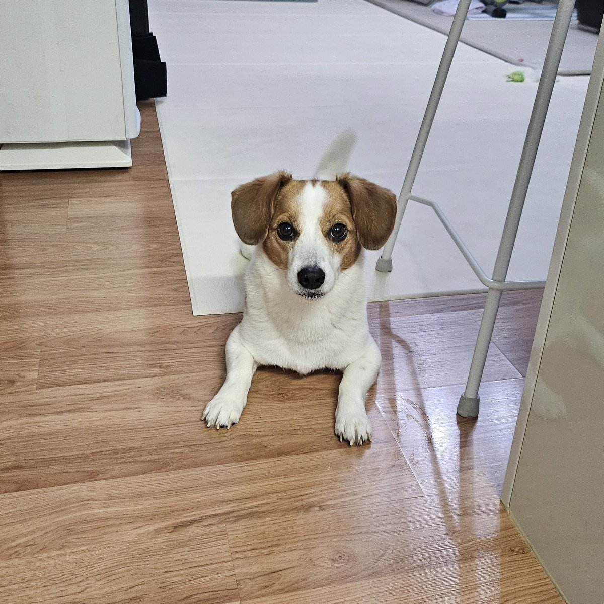 좀 웃기게 생긴것같음 같음 보자마자 어 저게 뭐지 왤케 우주선처럼 앉아있지 목은 왤케 네모낳고 개 앞다리가 일케 쩍벌일수있나 싶고