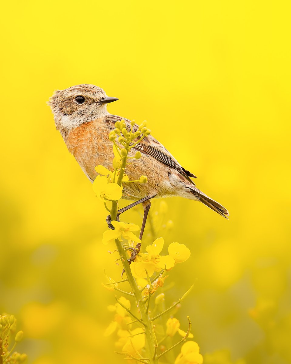 Ce tarier pâtre semble défier la pesanteur posé sur cette fleur 🐦 

📷 julian_poussier I Instagram

Canon EOS R6
Objectif : RF 600mm F/4L IS USM
Ouverture : f/5.6
Vitesse : 1/800s
ISO : 1000

#CanonFrance