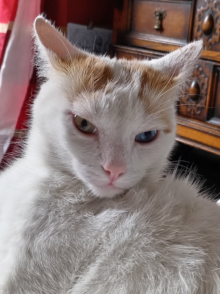 Oaksartuk's tweet photo. Your been judged and been found wanting #cats #CatsOfTwitter #catstuff #catfriends #catlovers #catstuff #rescuecat https://t.co/TtjU98bI83