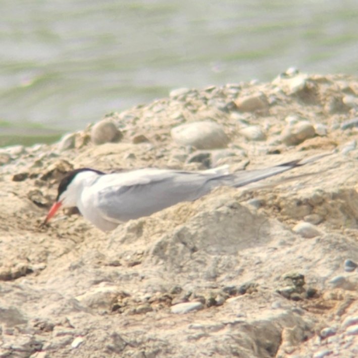 After the excitement of the Eastern Bonelli's, a sweep of the surrounding area and <a href="/RSPBDungeness/">RSPB Dungeness</a> y'day afternoon added a Marsh Tit (Long Pits), Med Gull, Hobbies and Avocets (Denge Marsh area) and the Red-crested Pochard and a late Wigeon (ARC Pit) - plus the more common stuff