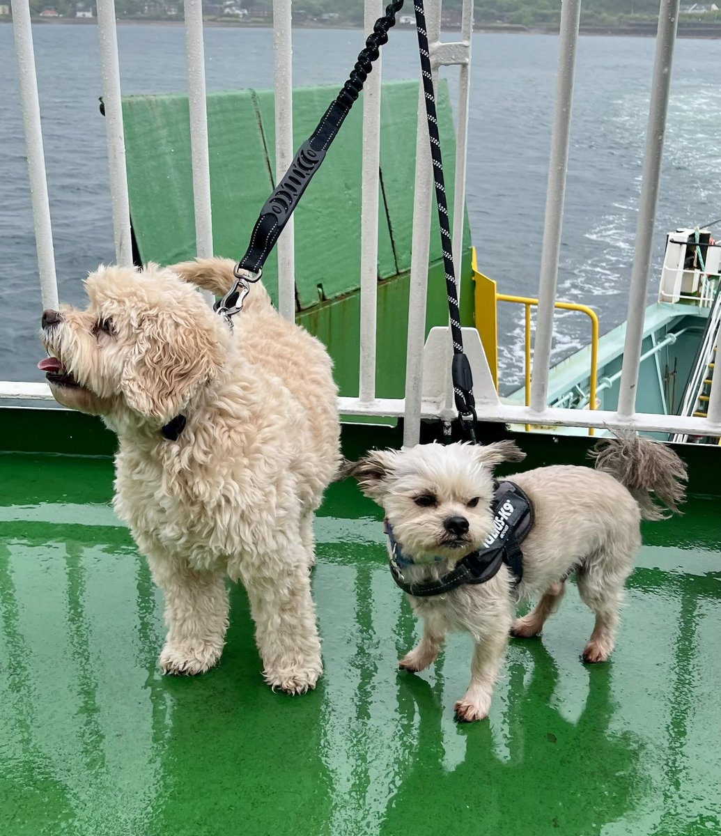 “We are sailing, we are sailing…”🎶🎶 Steve and Ralph’s very first trip on a ferry, as they sail to the Isle of Bute…getting some rest before their last ever half term at SVHS 😢