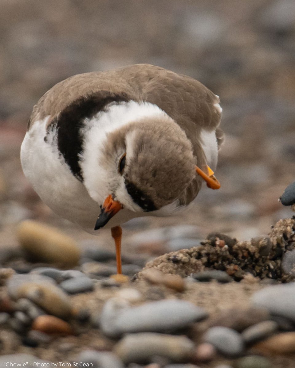 Celebrating Female Bird Day!

Female birds have historically been overlooked in both scientific research and birding. Today is a great opportunity to learn about and appreciate female birds for all that they are! 

Here’s to our female Piping Plovers; past, present, and future 🩵