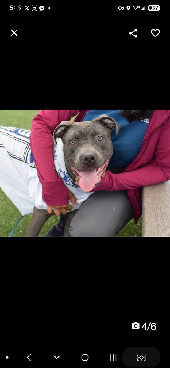 💔Silver💔
#NYCACC #225225 1y
▪️Relisted TBK: 5/27💉 

Precious sweetie's💔, surr after 1 quick bite to child, parents allowed walk him alone!
Noted something of interest off the path, child jerked leash.
Affectionate, social, seeks attn.
Needs loving, N.East #Foster, 2
