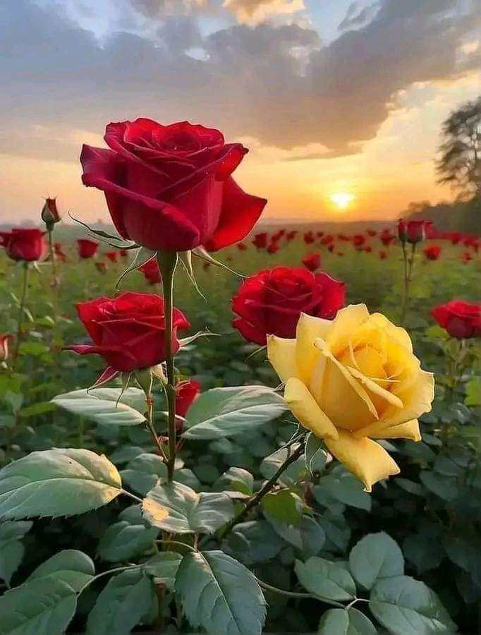 يارب رضاك (@_20rm) on Twitter photo ,🐣🐥#فرز_مسائي🐥🐣
#فرز_نشط
💫#بداية💫
⇣
🌟🌟
🌟🌟
❁↡↡❁↡↡❁
📍
⤵️⤵️
🦋🦋
🐣<a href="/bs___m10/">فرز🔥بسمة🐣🥀</a>🐣
🐣<a href="/bs___m10/">فرز🔥بسمة🐣🥀</a>🐣
🦋🌙🦋
📍
⤵️⤵️
🦋🦋
🐣<a href="/ss____ij7/">فرز جنون 🔥</a>🐣
🐣<a href="/ss____ij7/">فرز جنون 🔥</a>🐣
🦋🦋
By :
💫<a href="/A_m_d27/">جنون اقلام</a>💫
موفقين الجميع ♥️♥️
🍂🍂🍂🦋🍂🍂🦋🍂 ,🐣🐥#فرز_مسائي🐥🐣
#فرز_نشط
💫#بداية💫
⇣
🌟🌟
🌟🌟
❁↡↡❁↡↡❁
📍
⤵️⤵️
🦋🦋
🐣<a href="/bs___m10/">فرز🔥بسمة🐣🥀</a>🐣
🐣<a href="/bs___m10/">فرز🔥بسمة🐣🥀</a>🐣
🦋🌙🦋
📍
⤵️⤵️
🦋🦋
🐣<a href="/ss____ij7/">فرز جنون 🔥</a>🐣
🐣<a href="/ss____ij7/">فرز جنون 🔥</a>🐣
🦋🦋
By :
💫<a href="/A_m_d27/">جنون اقلام</a>💫
موفقين الجميع ♥️♥️
🍂🍂🍂🦋🍂🍂🦋🍂
