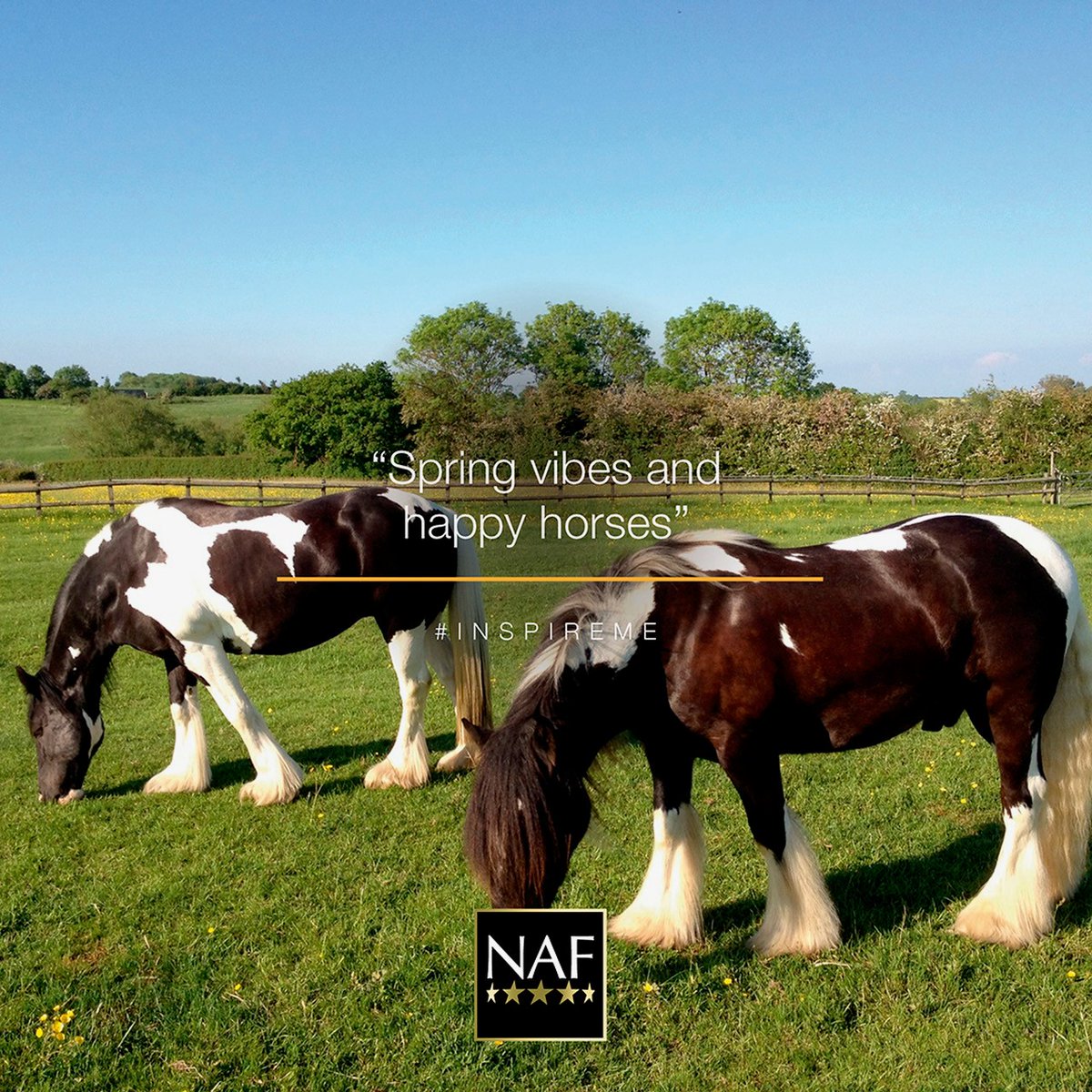 Don't let flies ruin a beautiful spring morning. Our NAF Off range has a product for your every need when it comes to caring for your horse during the spring and summer months. #InspireMe #SpringVibes