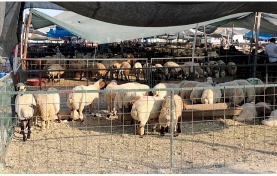 #mehmetkasımgülpınar  <a href="/IzolEmin/">Emin İzol</a> <a href="/suskigm/">ŞUSKİ GM 🇹🇷</a>  <a href="/sanliurfabld/">Şanlıurfa Büyükşehir 🇹🇷</a> Yaz Mevsimine girmiş bulunmamız ve yaklaşan kurban Bayramımızla beraber mazgalların, bacaların önceden tedbirler almanız nedeniyle Urfamızda Sağlıklı ve Kokmayan bir ortamda yaşamaya devam ediyoruz.Sağlun