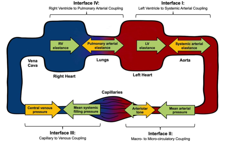ross_prager's tweet photo. (2/10) Traditional Approaches to Shock are Simplistic - while they sometimes work they are not valuable for complex patients.

The emerging "Hemodynamic Interfaces" paradigm is a more systematic approach that considers:
1) LV - Arterial Coupling
2) Macro - Micro Coupling
3) Capillary to Venous Coupling
4) RV-PA Coupling

At first this seems COMPLICATED. It isn't. It actually is a framework that is complicated enough to consider the challenging physiology of shock patients YET simple and methodical enough to work through.

Full paper: https://t.co/BgyXphHzCp