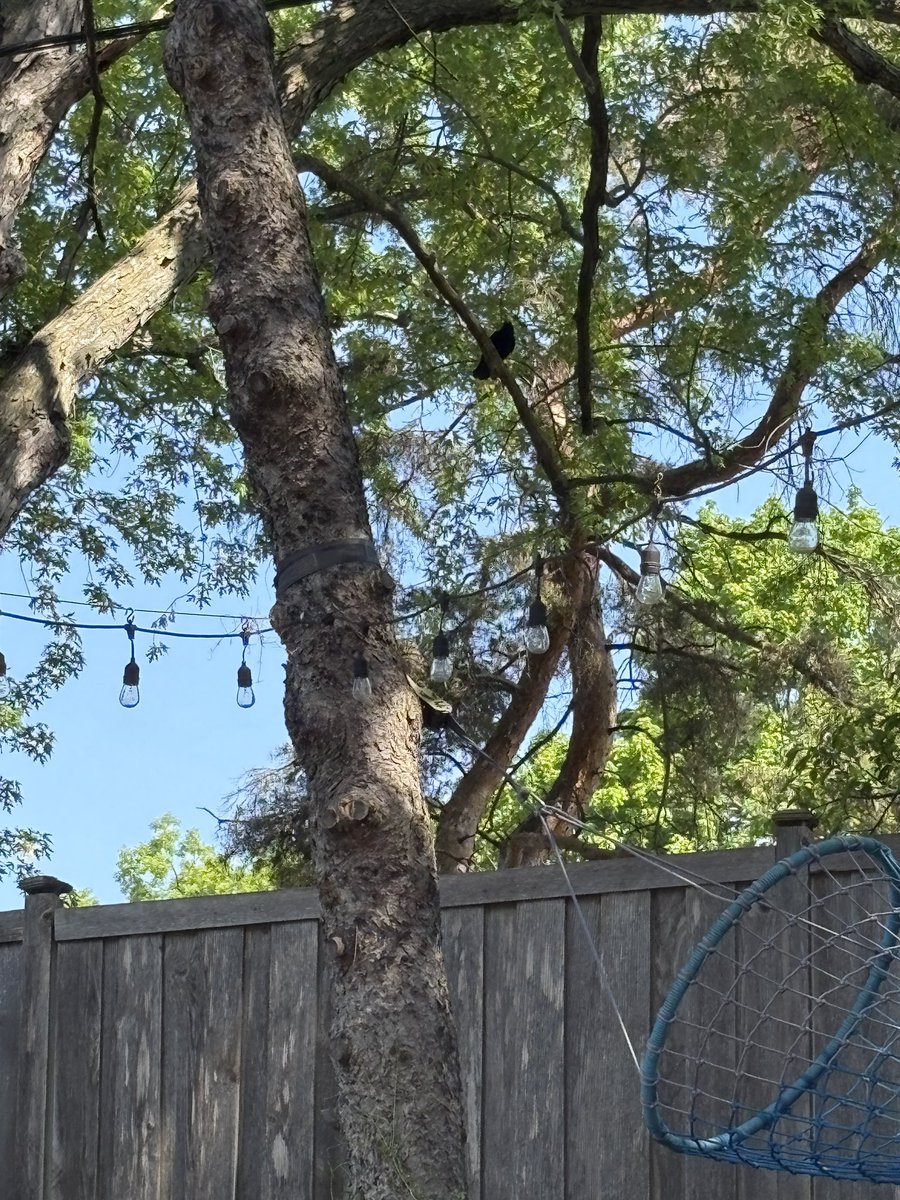 New crow turned up in the neighborhood at the beginning on the <a href="/mplscitysc/">Minneapolis City SC</a> season and he’s cawing like he owns the place.