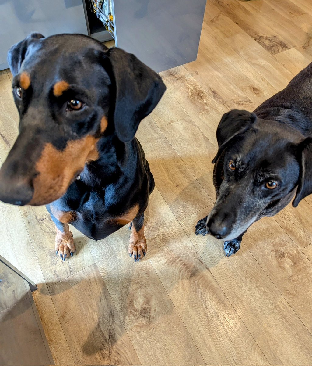 NotBadForHerAge's tweet photo. All eyes are on me as I chop, just in case something hits the floor. It’s only butternut squash, not steak, and they’re perfectly happy with the peel! #slobberchops #Damson #Dobermann #Fred https://t.co/5WP00R6Wmr