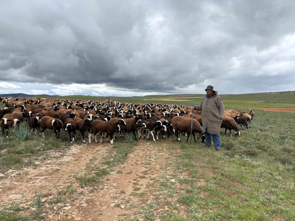 Del campo al futuro: el congreso Territorios Pastoreados aborda el pastoreo como solución para la conservación, el cambio climático y la despoblación puntocomunica.com/del-campo-al-f…