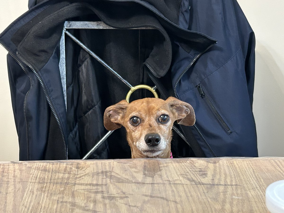 I finally get to share photos of the sweet dog I've been fostering! Mick, aka Mick Nugget or Micky, is now at a senior dog rescue group in Independence, Missouri and is ready to be adopted!