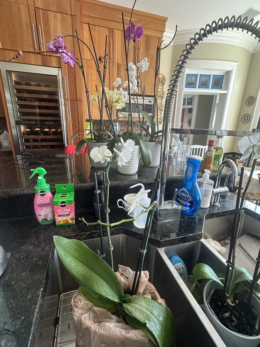 aBasicSantos's tweet image. Proud plant dad moment. 6 months with these orchids and they are all still alive. 🥺