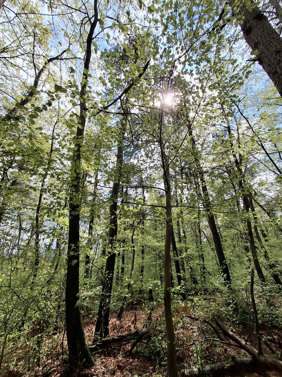 Apricity_3's tweet photo. Somewhere between the trees and sunlight. https://t.co/uDIHcClLfr