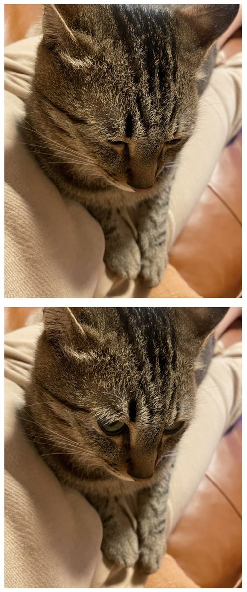 可愛い自分をちゃんと見てるか確認してくる知多
#あおとちた 