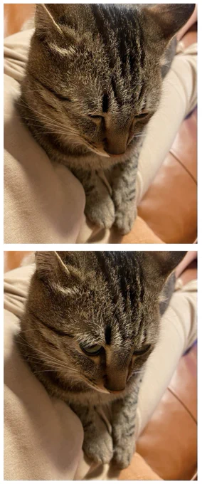 可愛い自分をちゃんと見てるか確認してくる知多
#あおとちた 