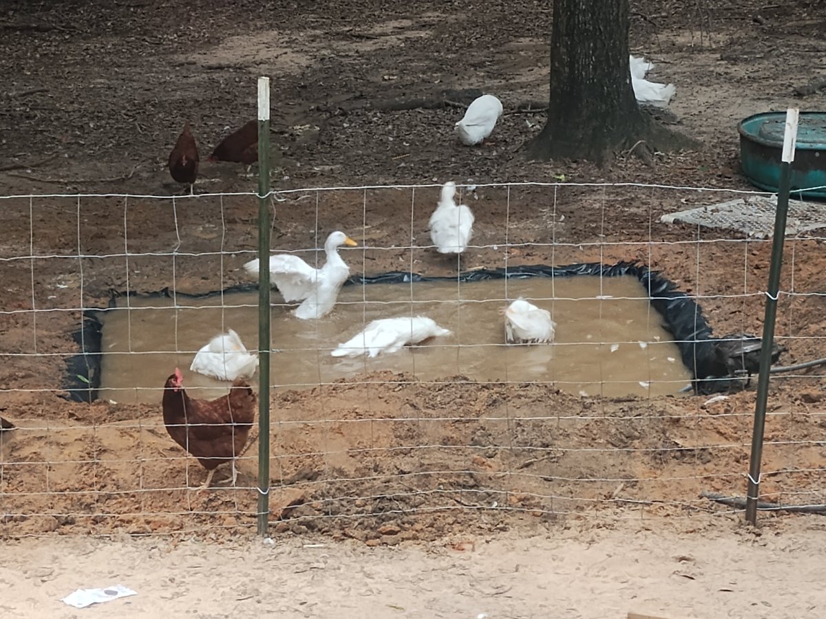 I dug a pond for my ducks.
