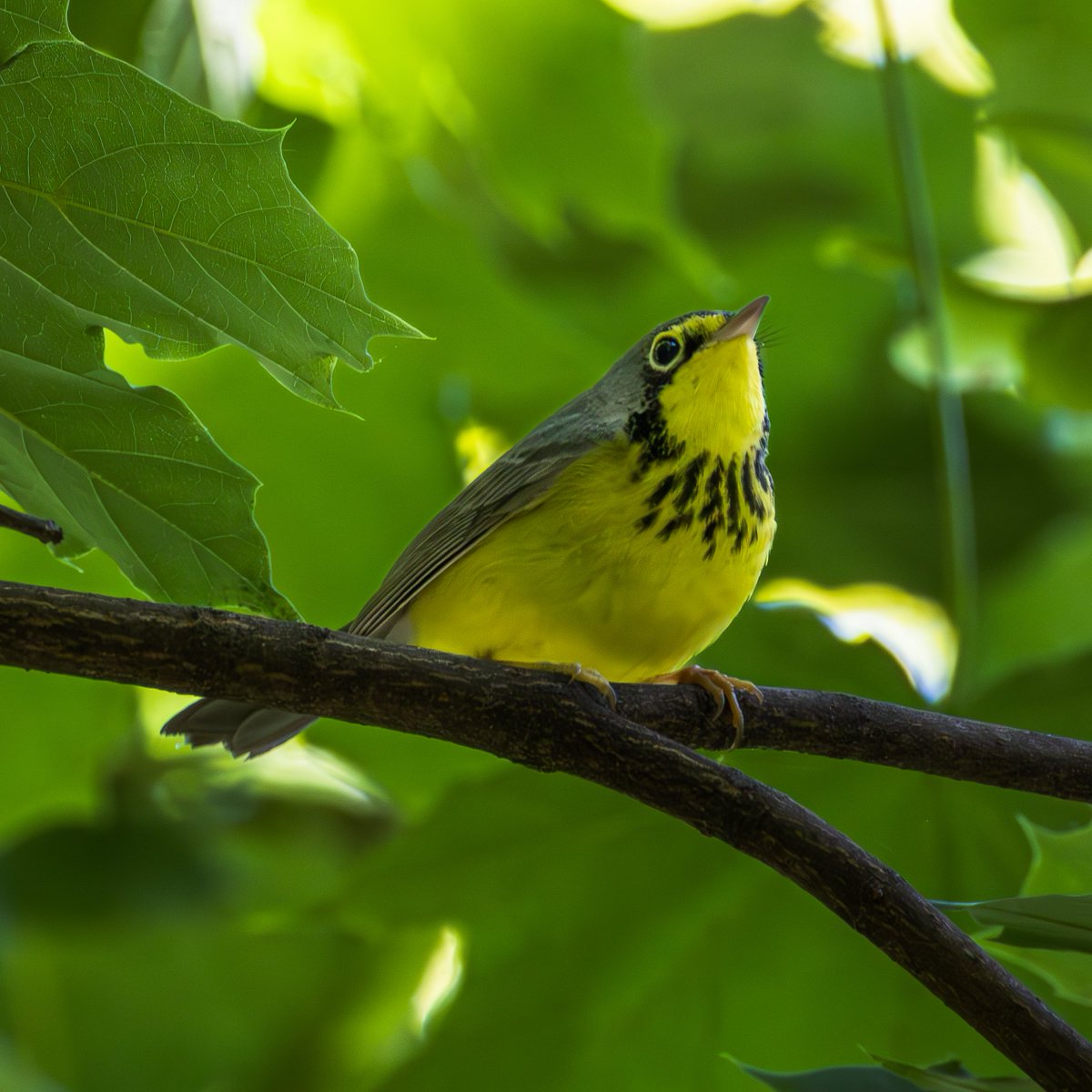 Never really been a big user of play back, but this Canada Warbler came right down to me. Bird 120 in Van Cortlandt Park!
#birding #birdwatching #nycwildlife #wildnewyork
