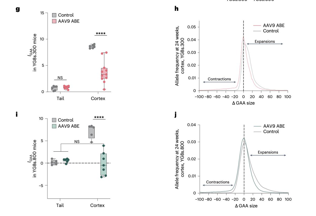 Veera Rajagopal (@doctorveera) on Twitter photo A great paper in <a href="/NatureGenet/">Nature Genetics</a> from the <a href="/davidrliu/">David R. Liu</a> and Ricardo Mouro Pinto labs shows a promising therapeutic strategy using gene editing to prevent repeat expansions in trinucleotide repeat disorders.
Some of the most elegant therapeutic designs come from Nature. Human genetics A great paper in <a href="/NatureGenet/">Nature Genetics</a> from the <a href="/davidrliu/">David R. Liu</a> and Ricardo Mouro Pinto labs shows a promising therapeutic strategy using gene editing to prevent repeat expansions in trinucleotide repeat disorders.
Some of the most elegant therapeutic designs come from Nature. Human genetics