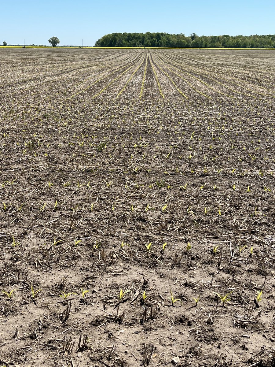 Corn planted a month ago this Thursday..it’s almost as yellow as the canola across the road…Needs some heat.